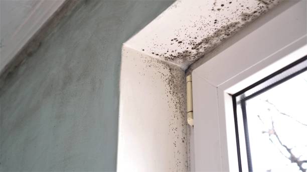 Best Commercial Mold Remediation in Newport, RI