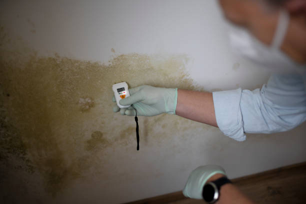 Best Black Mold Remediation in Newport, RI