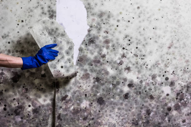 Best Insurance-Related Mold Remediation in Newport, RI