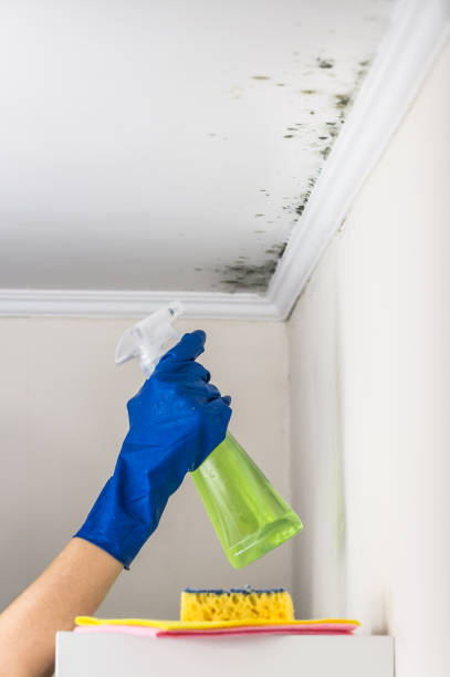 Best Mold Remediation for Schools in Newport, RI